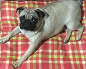 silver fawn Pug dog