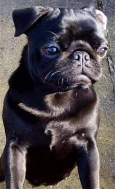 solid black pug dog