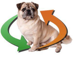 the Pug dog