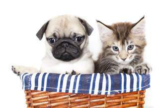 Tiny Pug dog with kitten