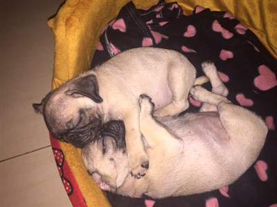 two-pug-dogs-hugging.jpg