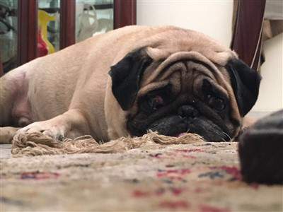 5 year old pug, ump