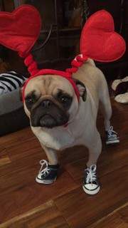 valentine pug