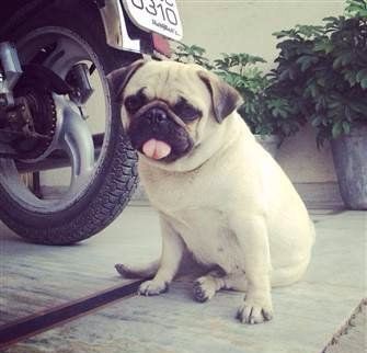 white pug dog