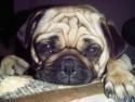 pug with a lot of wrinkles