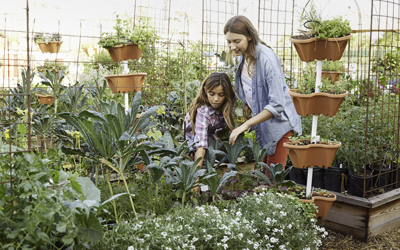 Beautiful garden plants