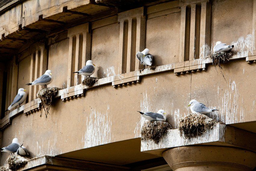 Bird nest removal