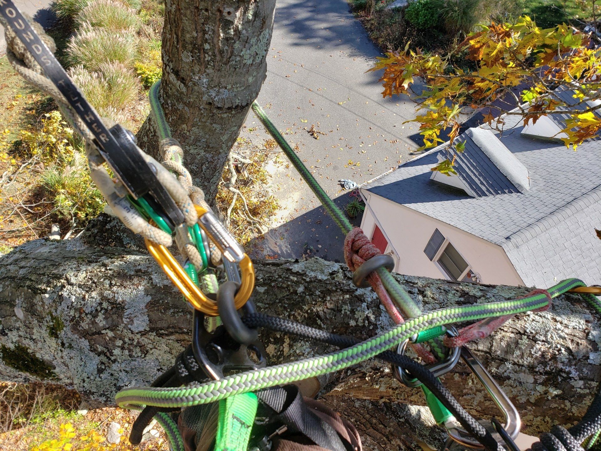 Felling a tree using a chainsaw