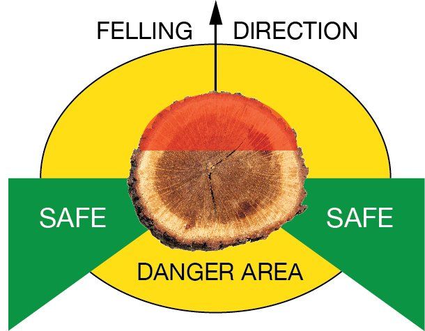 Tree Felling Direction