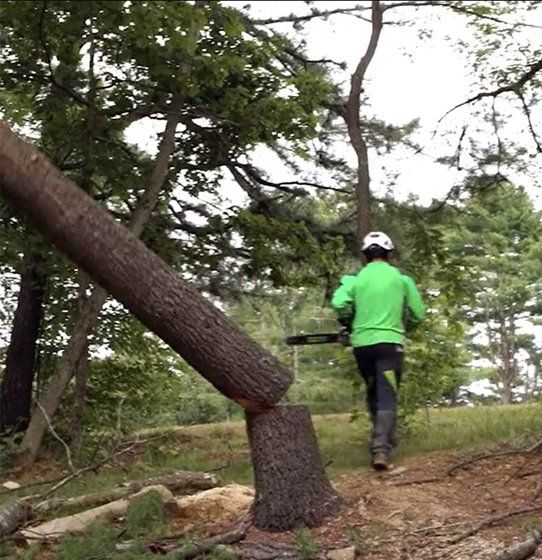 Tree felling