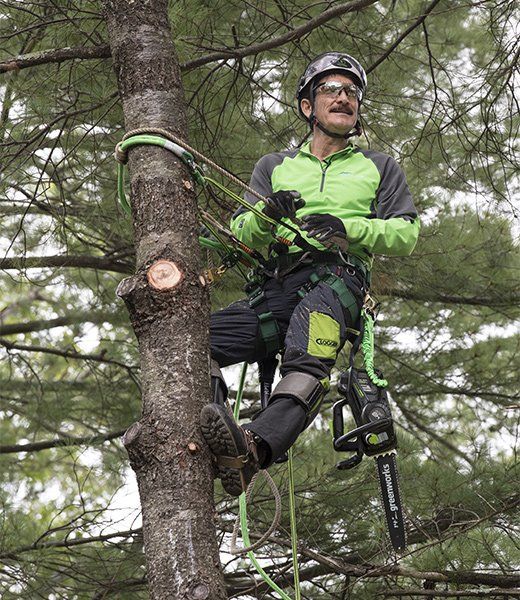 greenworks partners with arborist ken palmer