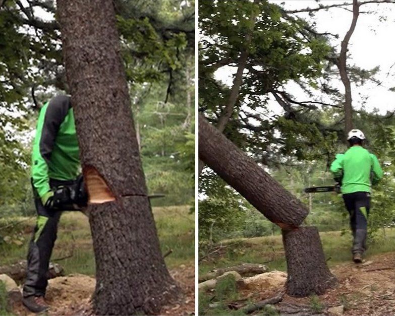 The Arborists Five-Step Tree Felling Plan!