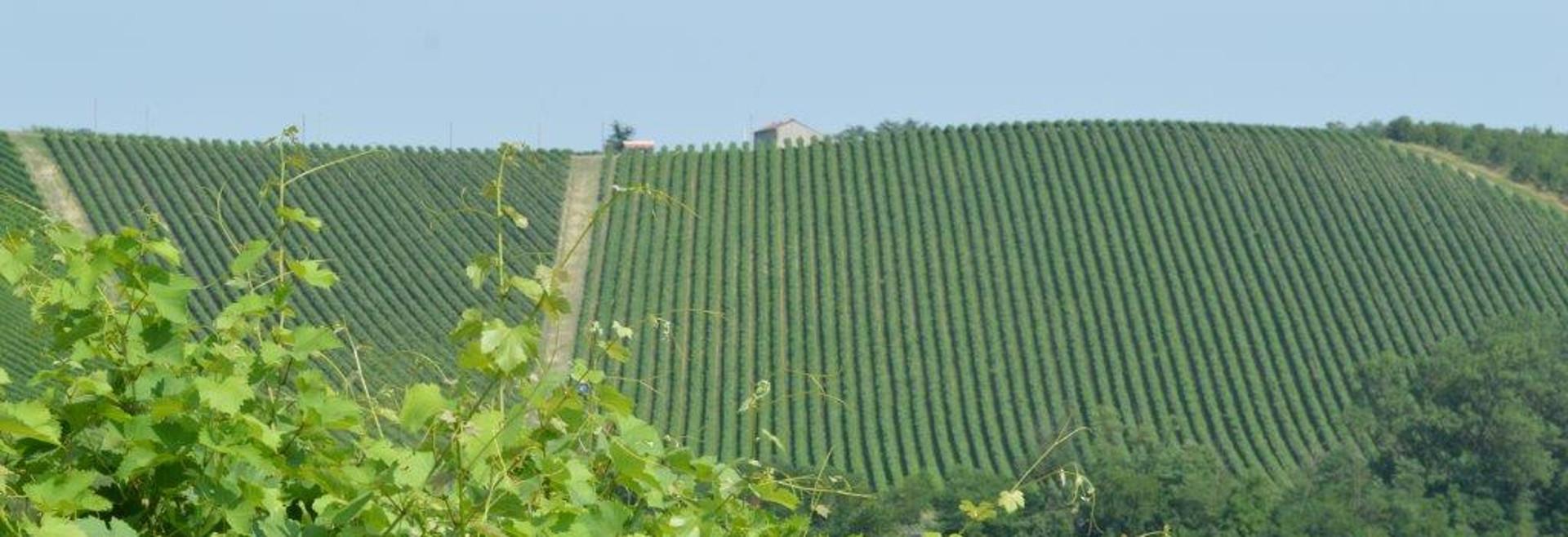 AZIENDA AGRICOLA AL COLLE VENDITA VINI