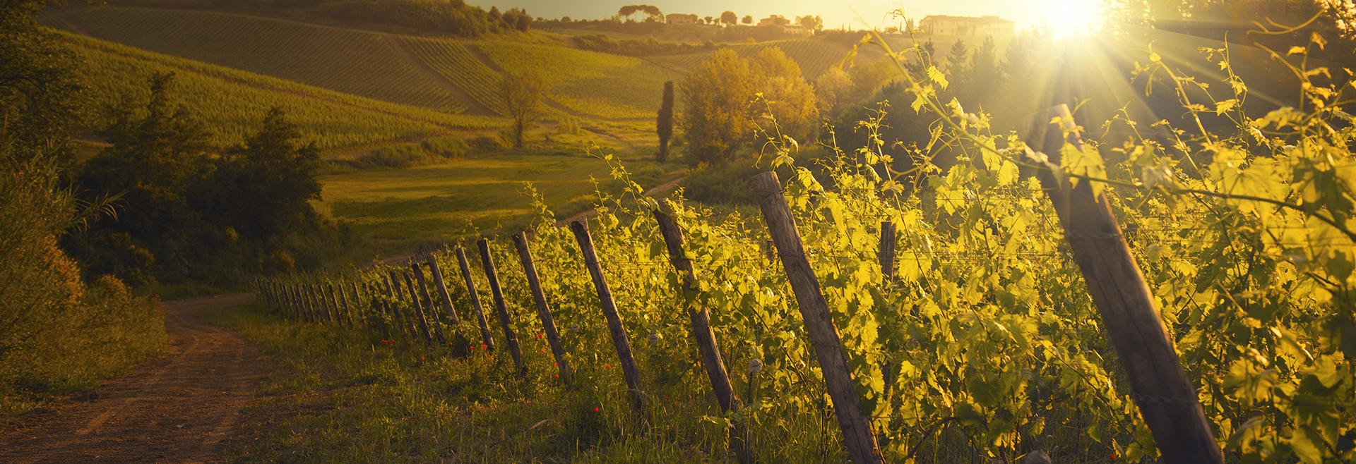 AZIENDA AGRICOLA AL COLLE VENDITA VINI
