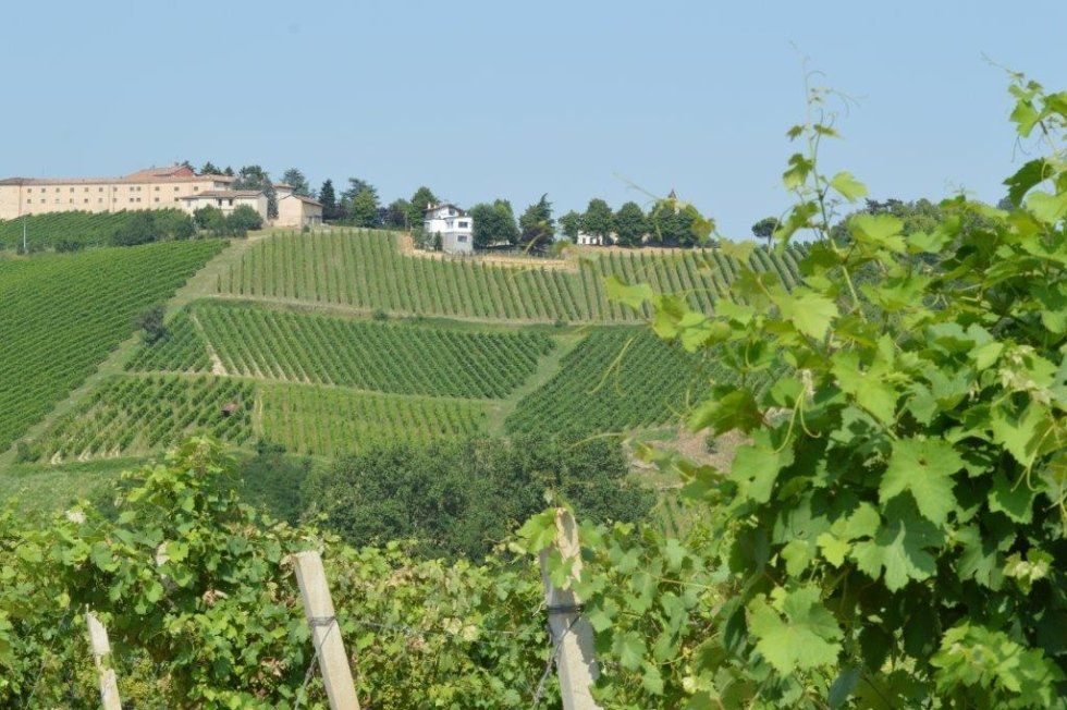 produttore di vino
