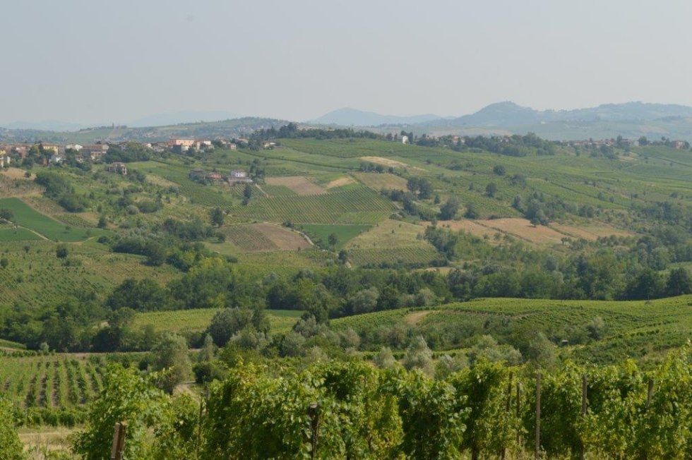 vini rosati