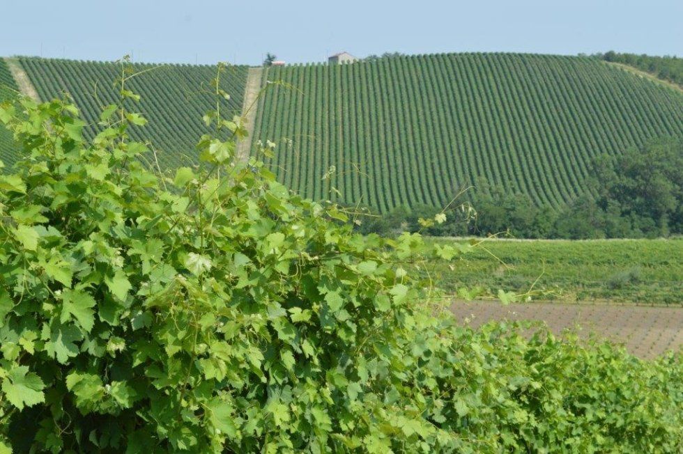 vino bianco