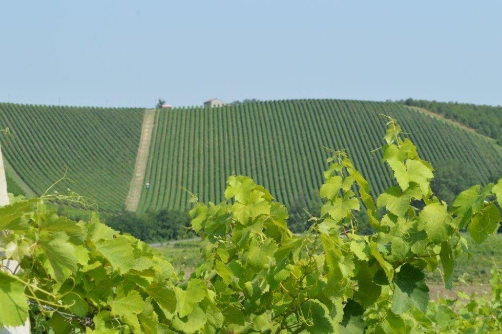 vino rosso