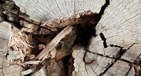 wood work repair 