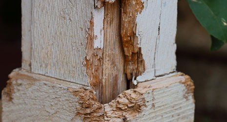 dry rot treatments 