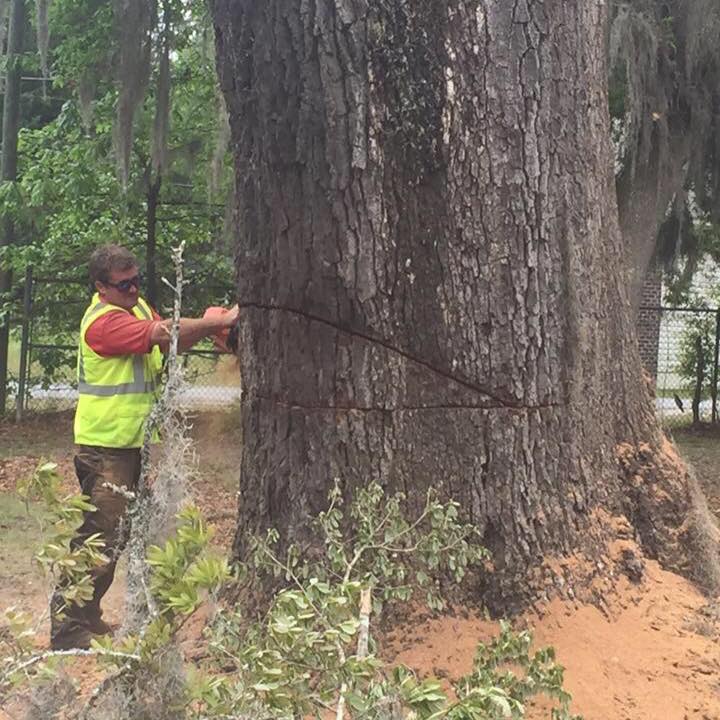 Man Cutting a Huge Tree — Savannah, GA — Waters Tree Service