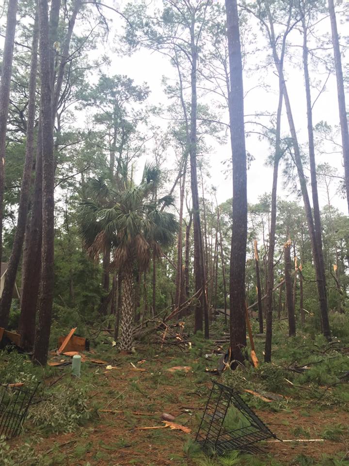 Devastated Trees — Savannah, GA — Waters Tree Service
