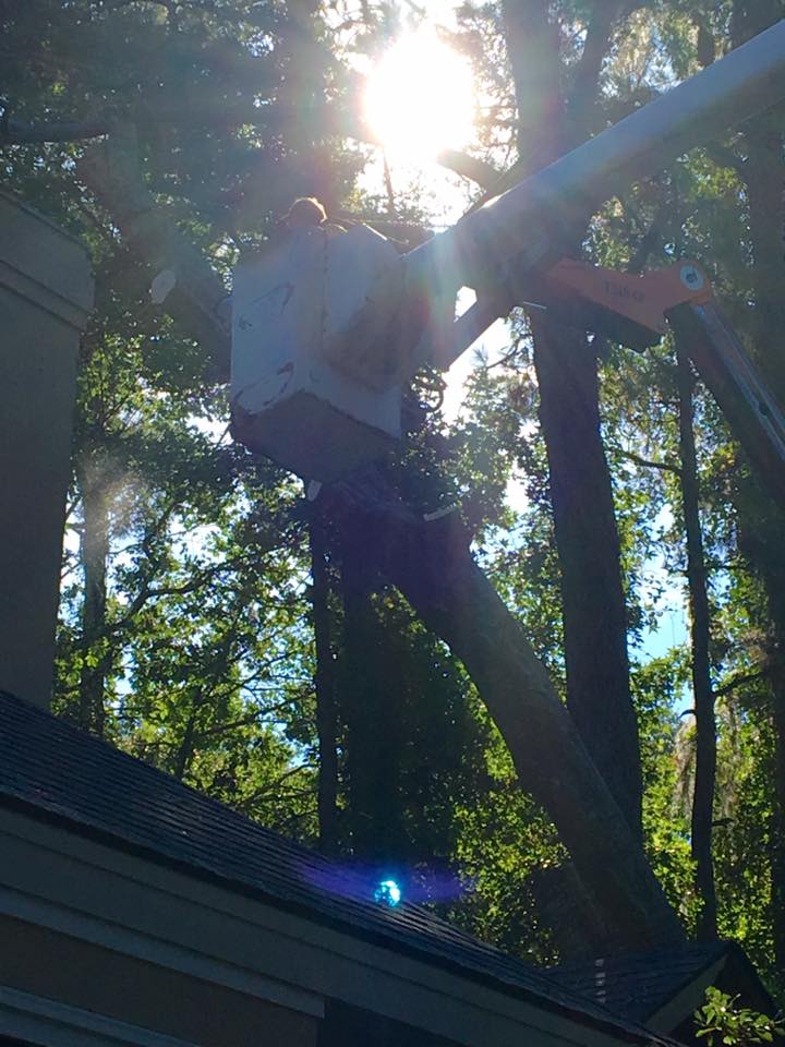 Man Trimming Trees on a Bucket Truck — Savannah, GA — Waters Tree Service
