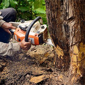 Tree Removal — Man with Chainsaw Cutting the Tree in Isle of Hope, Georgia Tree Removal — Man with Chainsaw Cutting the Tree in Isle of Hope, Georgia
