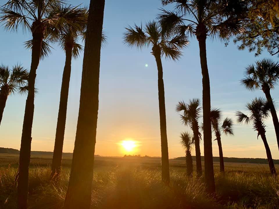 Coconut Trees Under the Sunset — Savannah, GA — Waters Tree Service