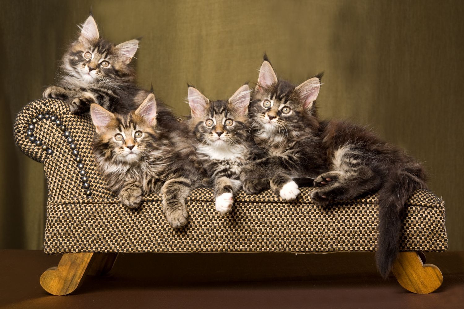 Kittens happy with pet sitting in Milford, OH