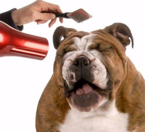 Person doing dog washing and grooming in Milford, OH
