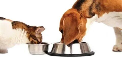 cani e gatti mentre mangiano croccantini