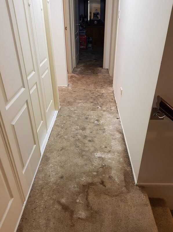 Revive Cleaning & Restoration Mouldy Carpet