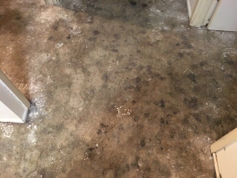 Revive Cleaning & Restoration 43