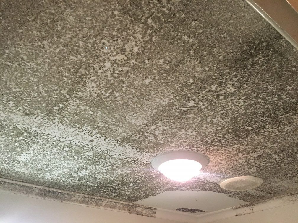 Mold Spots on Humid Wall — Cleaning Service in Yeppoon,QLD Mold Spots on Humid Wall — Cleaning Service in Yeppoon,QLD