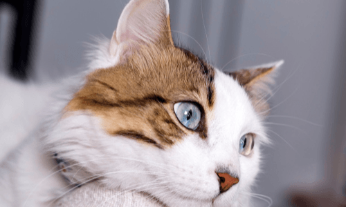 Brown and white cat