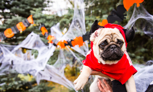 small dog wearing a devil halloween costume