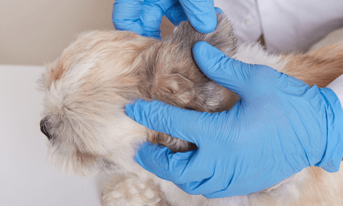 Vet with blue gloves examining dog