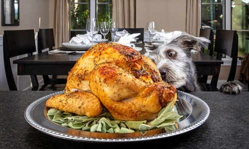 dog looking crazy at a cooked turkey