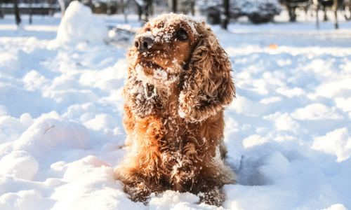 Dog in deep snow