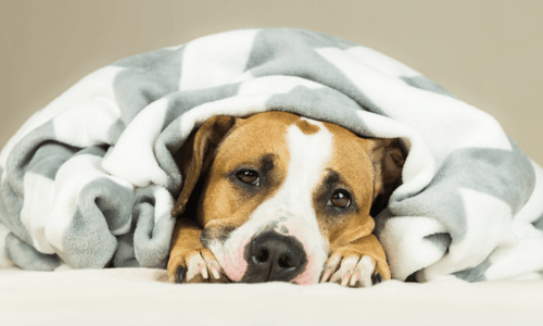 dog hiding under a blanket