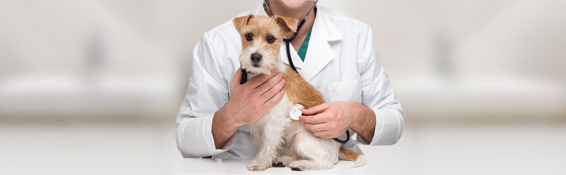 Local Vet