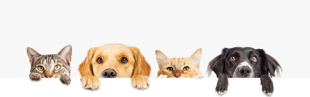 dogs and cats peak their heads over a wall