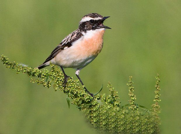 Vogelpflege