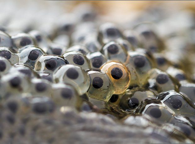 Amphibien & Reptilien