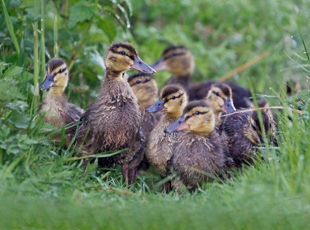 Enten im Siedlungsraum