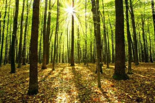 sole che filtra in un bosco