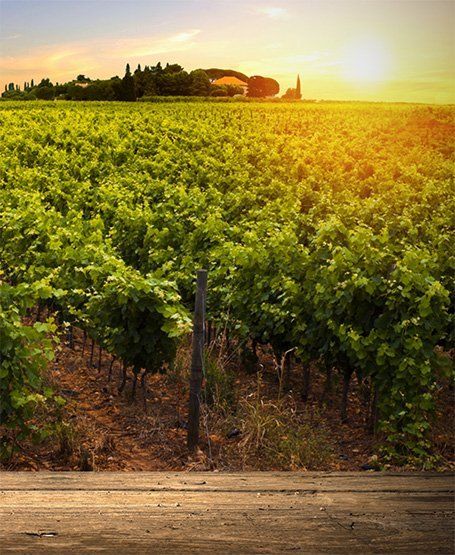 Vigna al tramonto