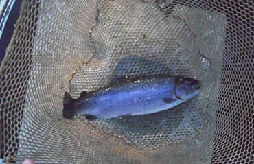 Fishery Sampling and Management — Fish in Boulder,CO Fishery Sampling and Management — Fish in Boulder,CO
