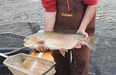 Lake and Pond Aeration — White Fish in Boulder,CO Lake and Pond Aeration — White Fish in Boulder,CO